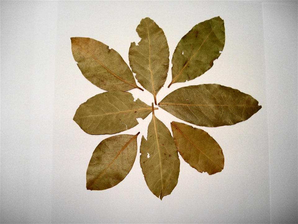 Bay leaves, in urdu tez patta, french fuelles de laurer.
It is the beauty of Bombay Biryani
