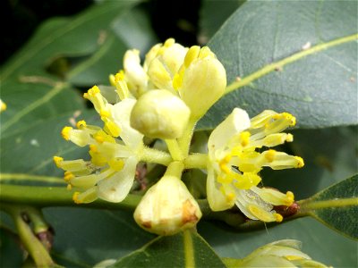 Inflorescencia de Laurus nobilis (Lauraceae). Parque del Retiro, Madrid.