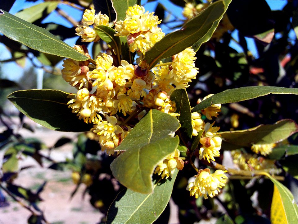 Laurus nobilis flowers close up,  Dehesa Boyal de Puertollano, Spain