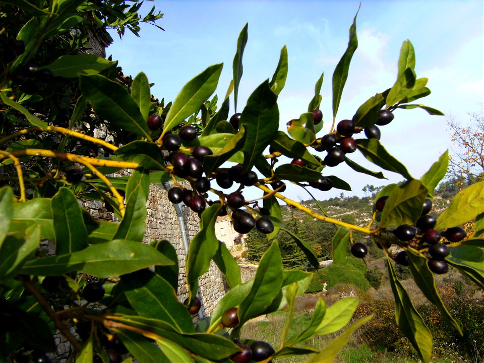 Laurus nobilis fruits (Catalonia)