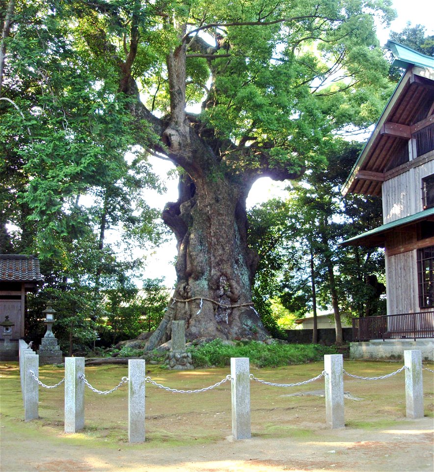 Sugihokowakenomikoto-jinja no Ōkusu is a famous Cinnamomum camphora tree in Kawazu, Shizuoka Prefecture, Japan.