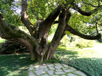 Cinnamomum camphora specimen on the grounds of the Villa Melzi (Bellagio), on Lake Como, Italy. photo