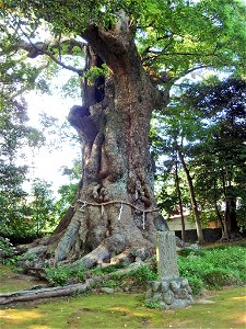 Sugihokowakenomikoto-jinja no Ōkusu is a famous Cinnamomum camphora tree in Kawazu, Shizuoka Prefecture, Japan.