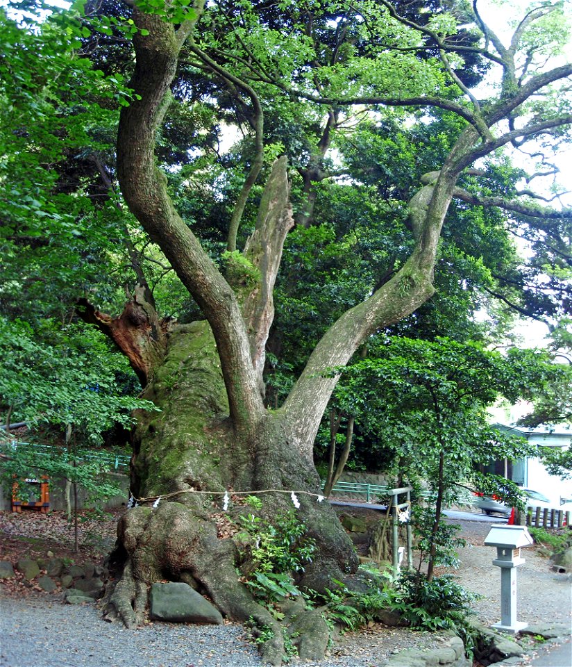 Second Azusawakejinja-no-Okusu (Second Grand Cinnamomum camphora tree of Azusawake Shrine) in Kinomiya-jinja, Atami, Shizuoka Prefecture. Japan.