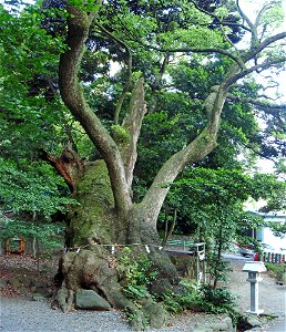 Second Azusawakejinja-no-Okusu (Second Grand Cinnamomum camphora tree of Azusawake Shrine) in Kinomiya-jinja, Atami, Shizuoka Prefecture. Japan.