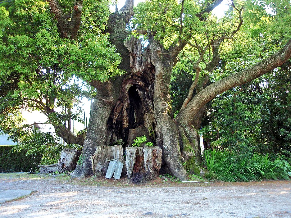 Cinnamomum camphora tree in Kawazu, Shizuoka Prefecture, Japan.