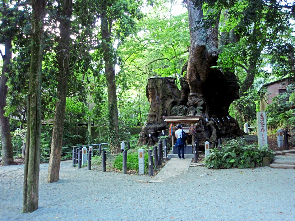 Azusawakejinja-no-Okusu (Grand Cinnamomum camphora tree of Azusawake Shrine) in Kinomiya-jinja, Atami, Shizuoka Prefecture. Japan.
