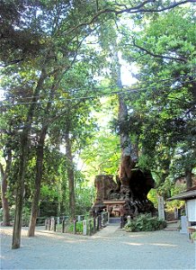 Azusawakejinja-no-Okusu (Grand Cinnamomum camphora tree of Azusawake Shrine) in Kinomiya-jinja, Atami, Shizuoka Prefecture. Japan.