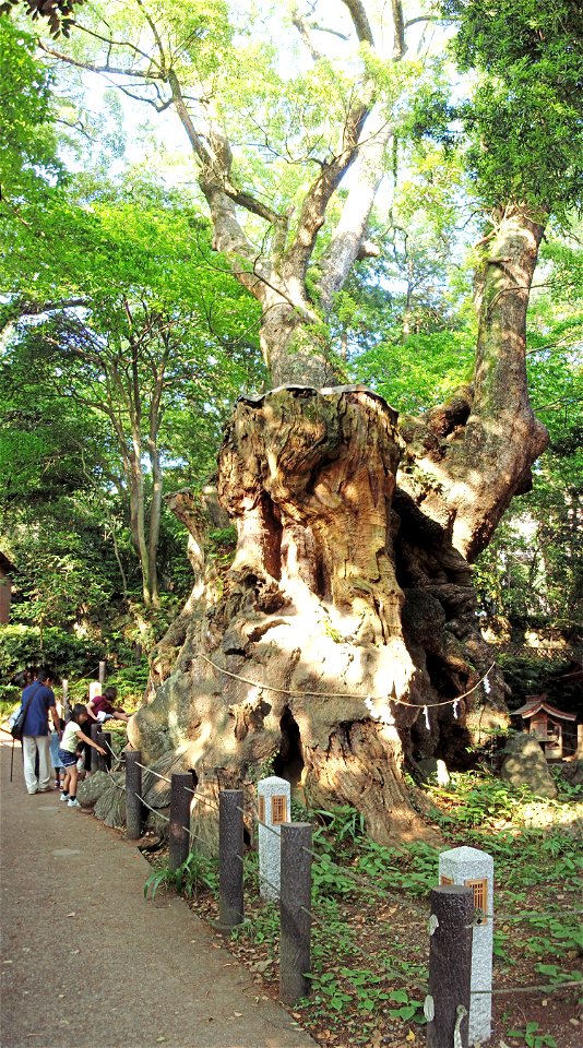 Azusawakejinja-no-Okusu (Grand Cinnamomum camphora tree of Azusawake Shrine) in Kinomiya-jinja, Atami, Shizuoka Prefecture. Japan.