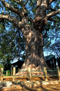 Okanomiya-Sengenjinja no Kusu (Cinnamomum camphora tree of Okanomiya Sengen Shrine) in Numazu, Shizuoka Prefecture, Honshu, Japan.