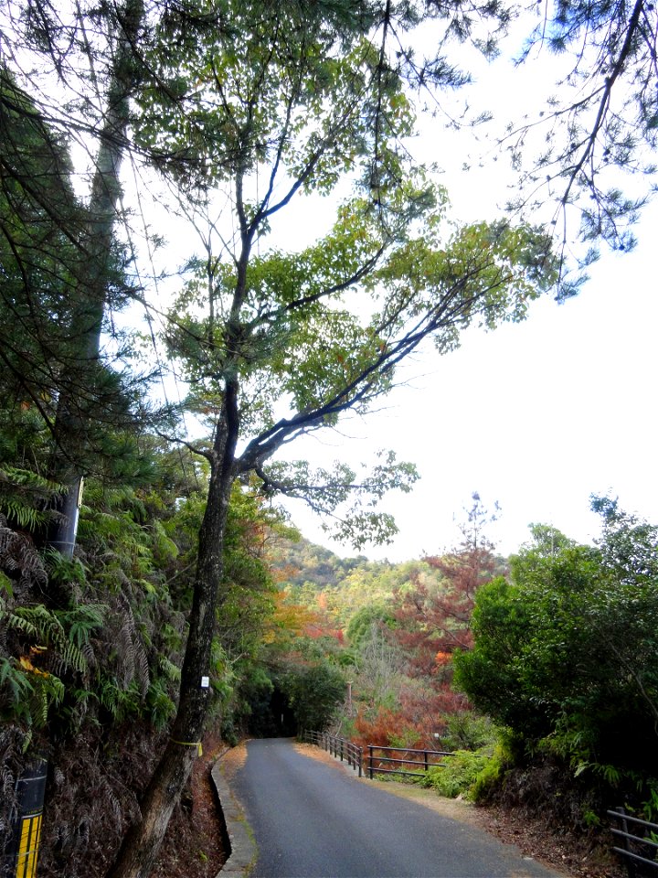 Botanical specimen in the Miyajima Natural Botanical Garden, Hatsukaichi, Hiroshima, Japan.