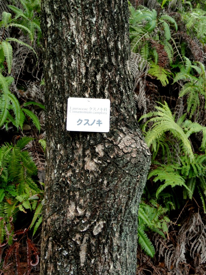 Botanical specimen in the Miyajima Natural Botanical Garden, Hatsukaichi, Hiroshima, Japan.