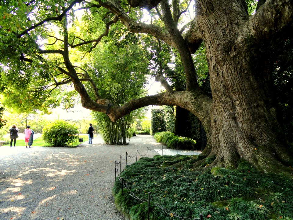 Cinnamomum Camphora in the Garden on Isola Bella, Lake Maggiore, Italy.