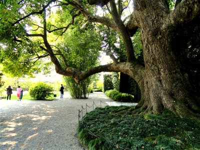 Cinnamomum Camphora in the Garden on Isola Bella, Lake Maggiore, Italy.