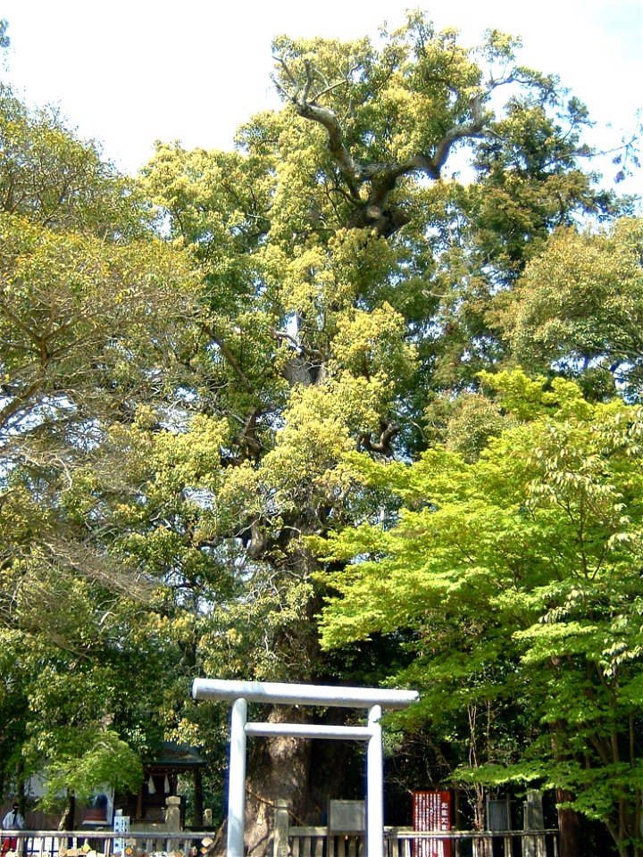 Izanagi jingu is the Shinto shrine in Awaji, Hyogo, Japan.]]