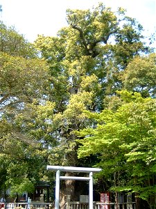 Izanagi jingu is the Shinto shrine in Awaji, Hyogo, Japan.]]