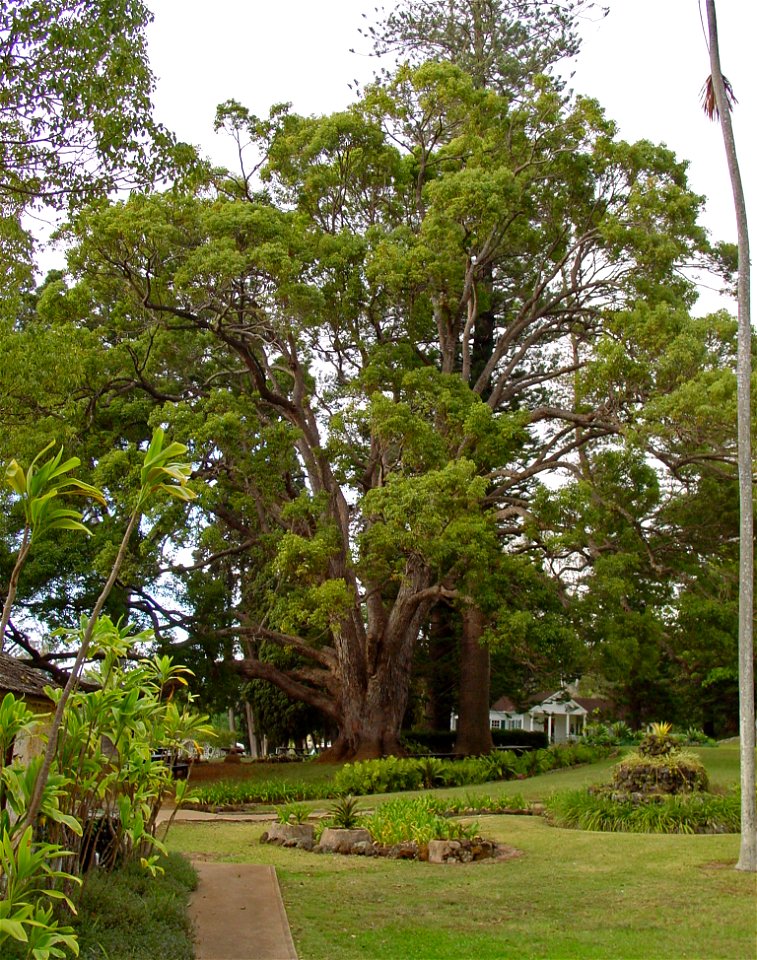 Camphor Laurel. Photo taken in Maui, Hawaii.