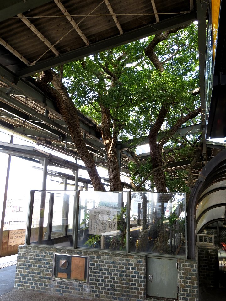 Camphor tree from Kayashima Station (Keihan Main Line).