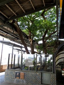 Camphor tree from Kayashima Station (Keihan Main Line).