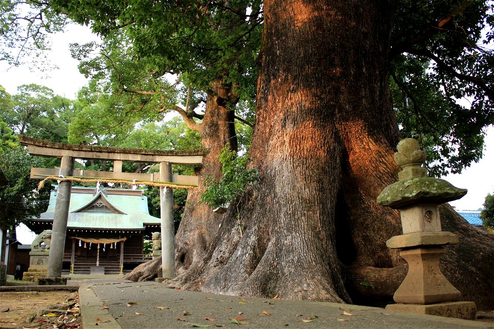 Kumano-jinja with camphor tree (Cinnamomum camphora) in Mifuku, Izunokuni city, Shizuoka Prefecture.