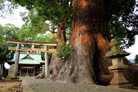 Kumano-jinja with camphor tree (Cinnamomum camphora) in Mifuku, Izunokuni city, Shizuoka Prefecture.