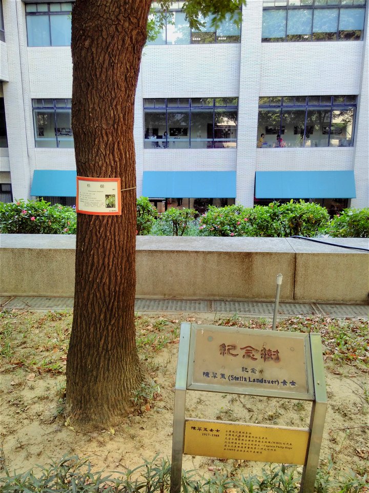 Stella Landauer memorial camphor tree at the Medical College of National Cheng Kung University, Tainan, Taiwan