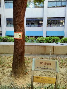 Stella Landauer memorial camphor tree at the Medical College of National Cheng Kung University, Tainan, Taiwan