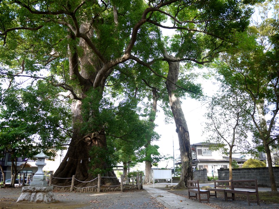 Tenchijinja-no-Okusu (Grand Cinnamomum camphora tree of Tenchi-jinja) in Kannami, Shizuoka Prefecture, Honshu, Japan.