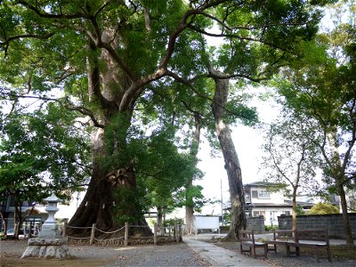 Tenchijinja-no-Okusu (Grand Cinnamomum camphora tree of Tenchi-jinja) in Kannami, Shizuoka Prefecture, Honshu, Japan.