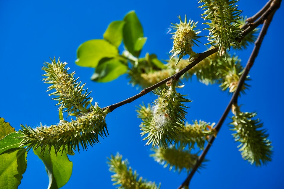 Salix cinerea palm kitten willow catkin