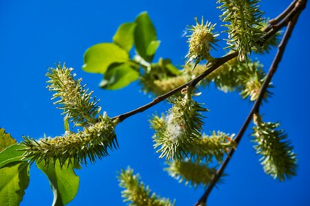 Salix cinerea palm kitten willow catkin