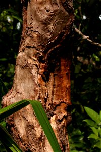 Cinnamomum verum in Curieuse Island, Seychelles photo