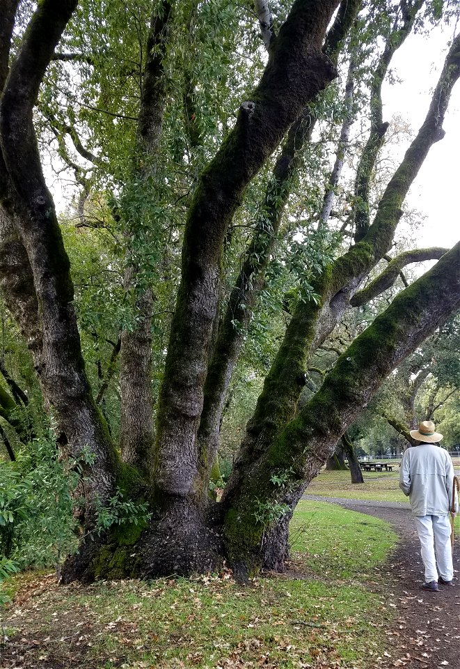 This single Umbellularia lignotuber at Santa Rosa, California's Doyle Community Park supports multiple mature sprouts.