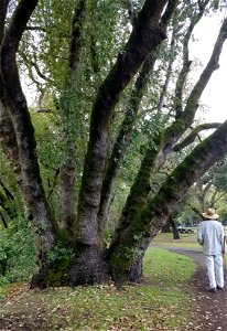This single Umbellularia lignotuber at Santa Rosa, California's Doyle Community Park supports multiple mature sprouts.