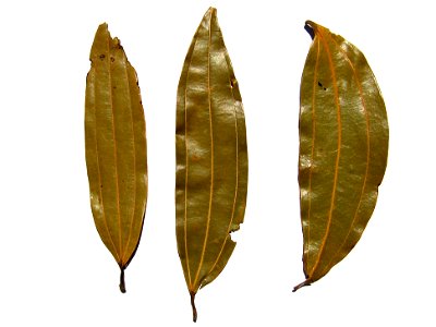 Indian bay leaf dried photo