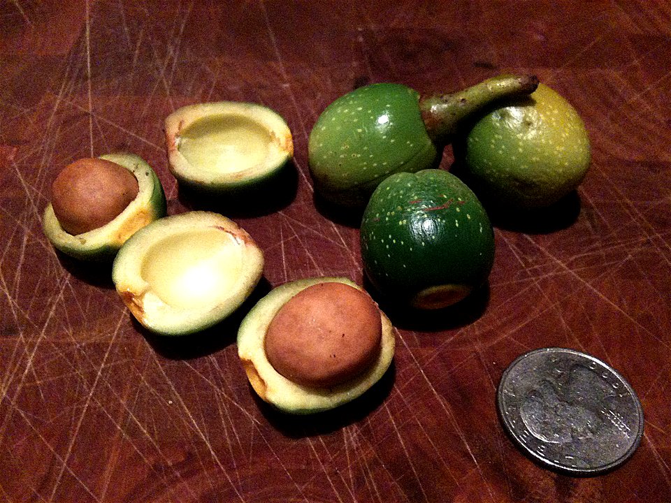 Umbellularia californica, or Bay nut, nearly ripe fruit, showing the similarity to the related Avocado. The aromatic and bitter outer flesh has been opened, and inner seeds are being prepared for roas