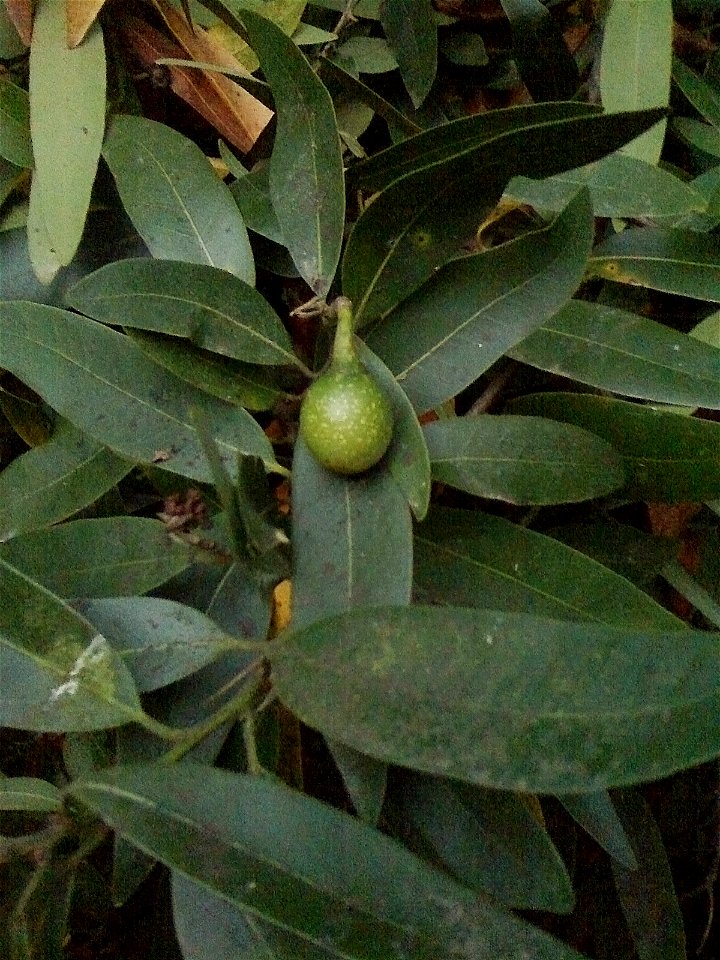 Umbellularia californica with unripe fruit, the "bay nut". California Bay Laurel, also known as Oregon Myrtle, California Bay Tree, California Laurel, Pepperwood, Spicebush, Cinnamon Bush, Peppernut T