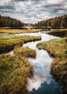 Bavarian forest mirroring forest