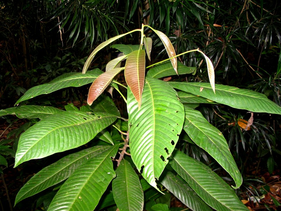 Eusideroxylon zwageri - Bukit Nanas Forest Reserve - Kuala Lumpur