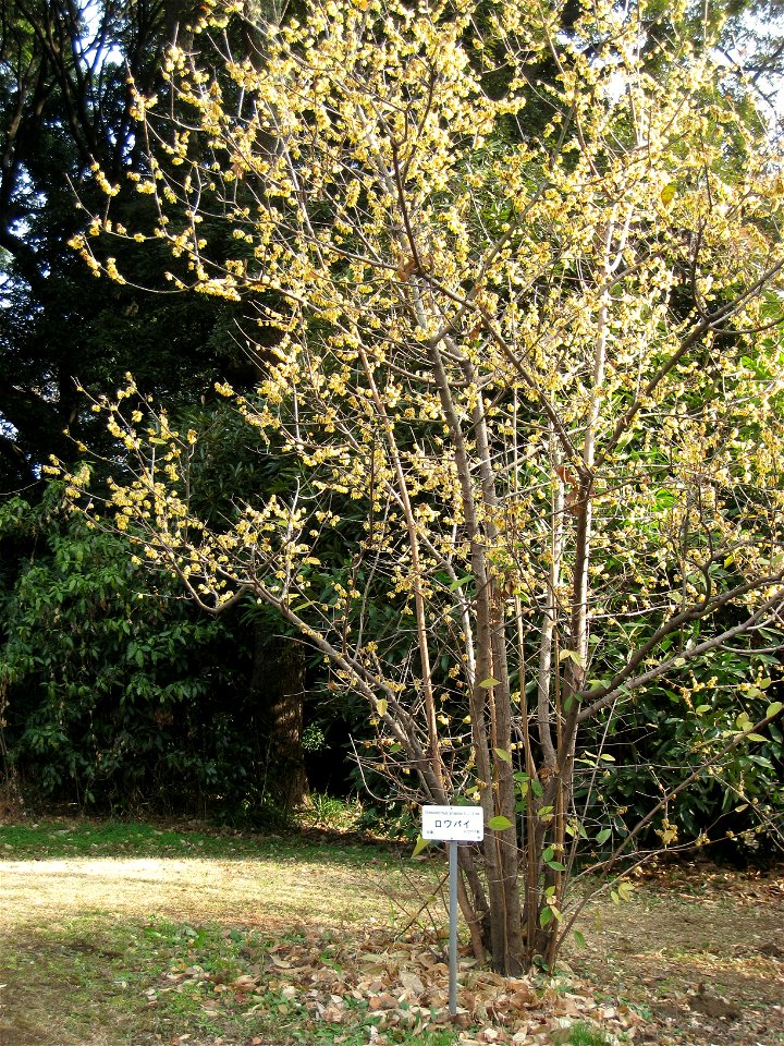 Chimonanthus praecox in Koishikawa Botanical Gardens, Tokyo, Japan.