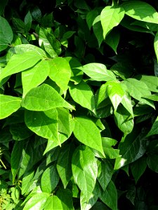 The leaves of  — Carolina spicebush.