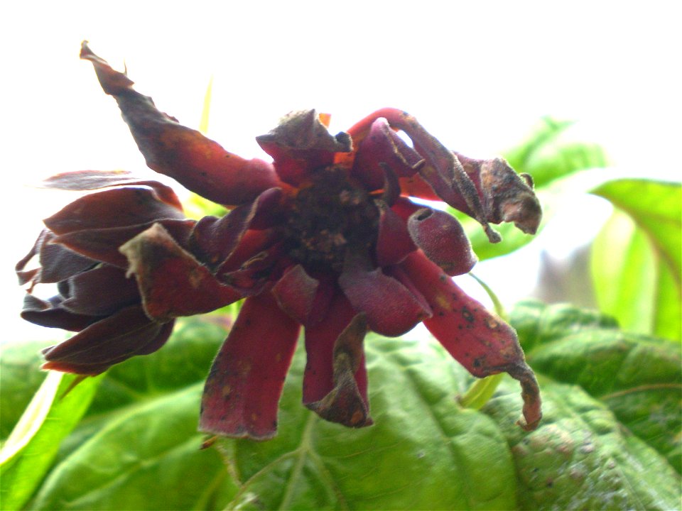 Calycanthus floridus meloenboompje/specerijstruikje