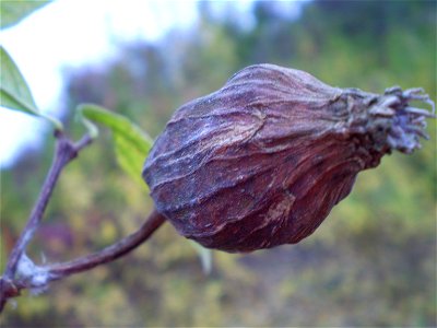 Calycanthus floridus — seed pod. 

meloenboompje/specerijstruikje