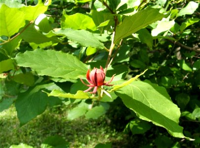 — Carolina Sweetshrub. In bloom in late June, in Iowa. photo