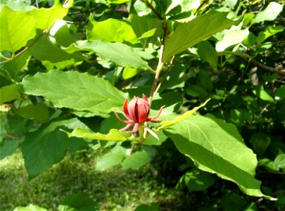 — Carolina Sweetshrub. 
In bloom in late June, in Iowa.