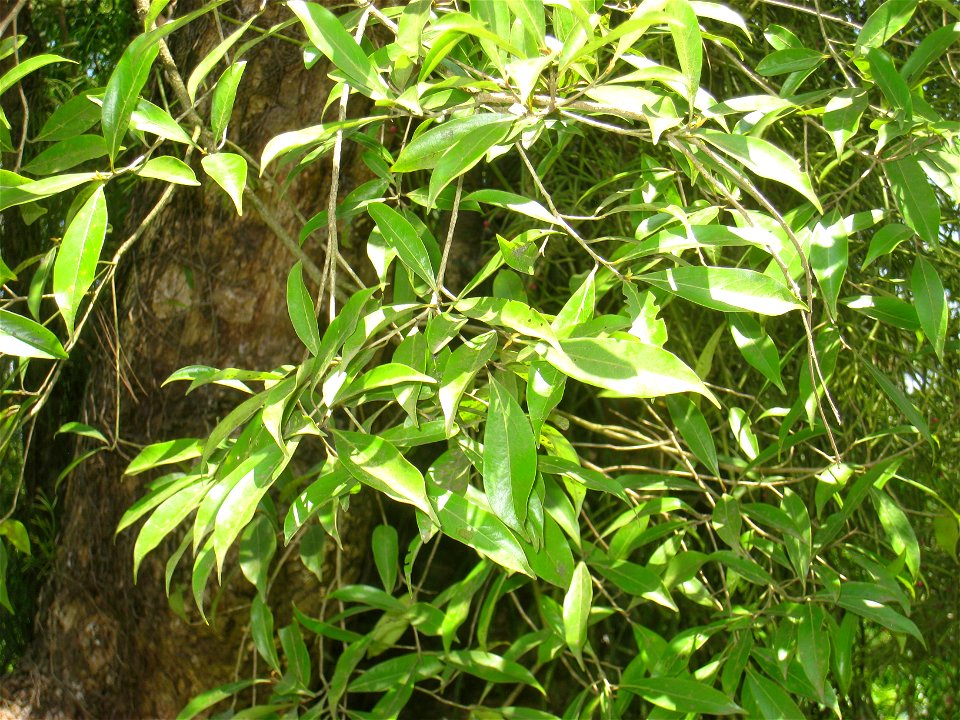 Ocotea porosa in the Jardim Botânico de São Paulo, São Paulo City, SP, Brazil.