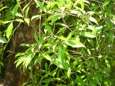 Ocotea porosa in the Jardim Botânico de São Paulo, São Paulo City, SP, Brazil.