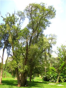 Ocotea porosa in the Jardim Botânico de São Paulo, São Paulo City, SP, Brazil.