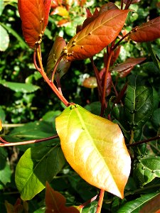 Ocotea bullata. The Black Stinkwood tree. Cape Town.
