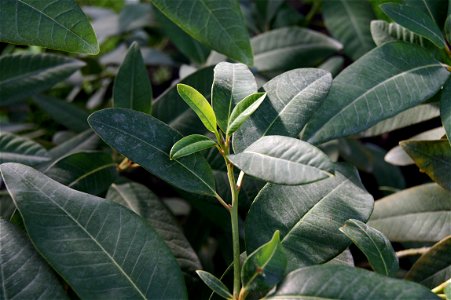 Persea indica (L.) Spreng.

 Viñatigo dans les serres du Jardin des Plantes, Paris